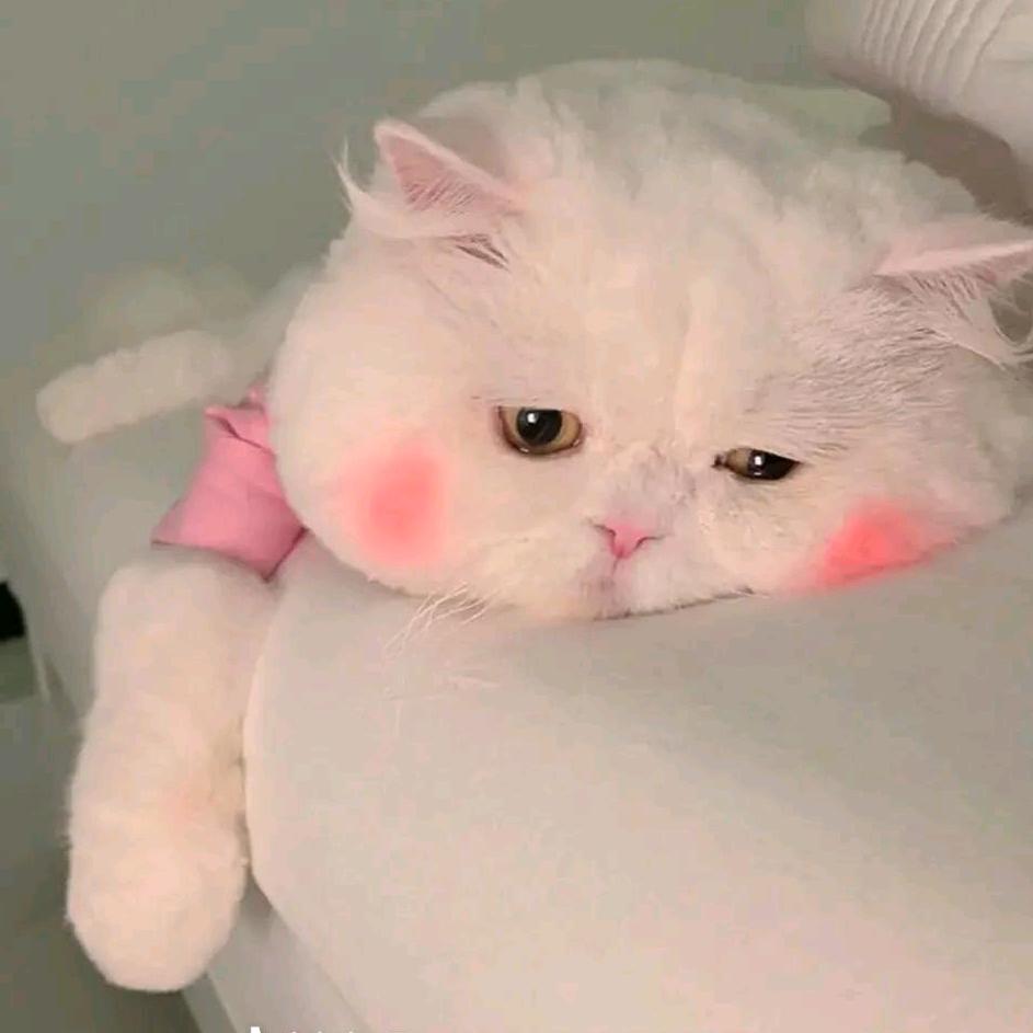 钦小蛙