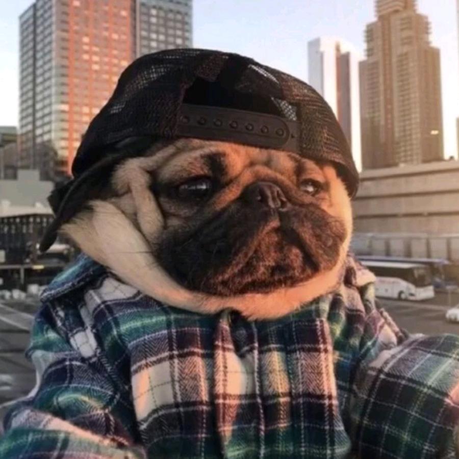 🐶🐶
