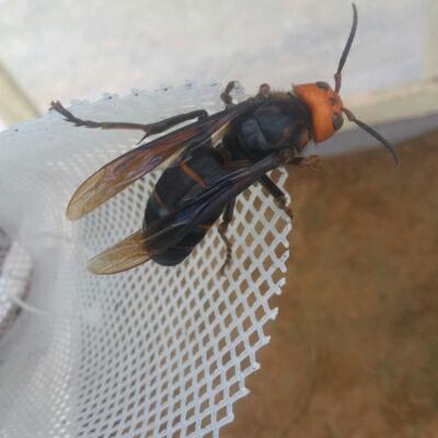 罗甸县边阳胡蜂养殖基地