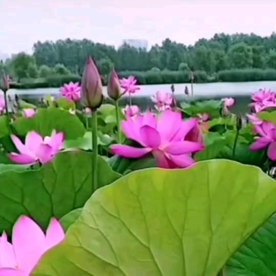 🌹笑看人生🌹《关赞必回》