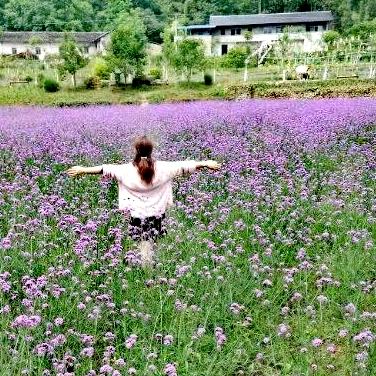 飘飘红叶