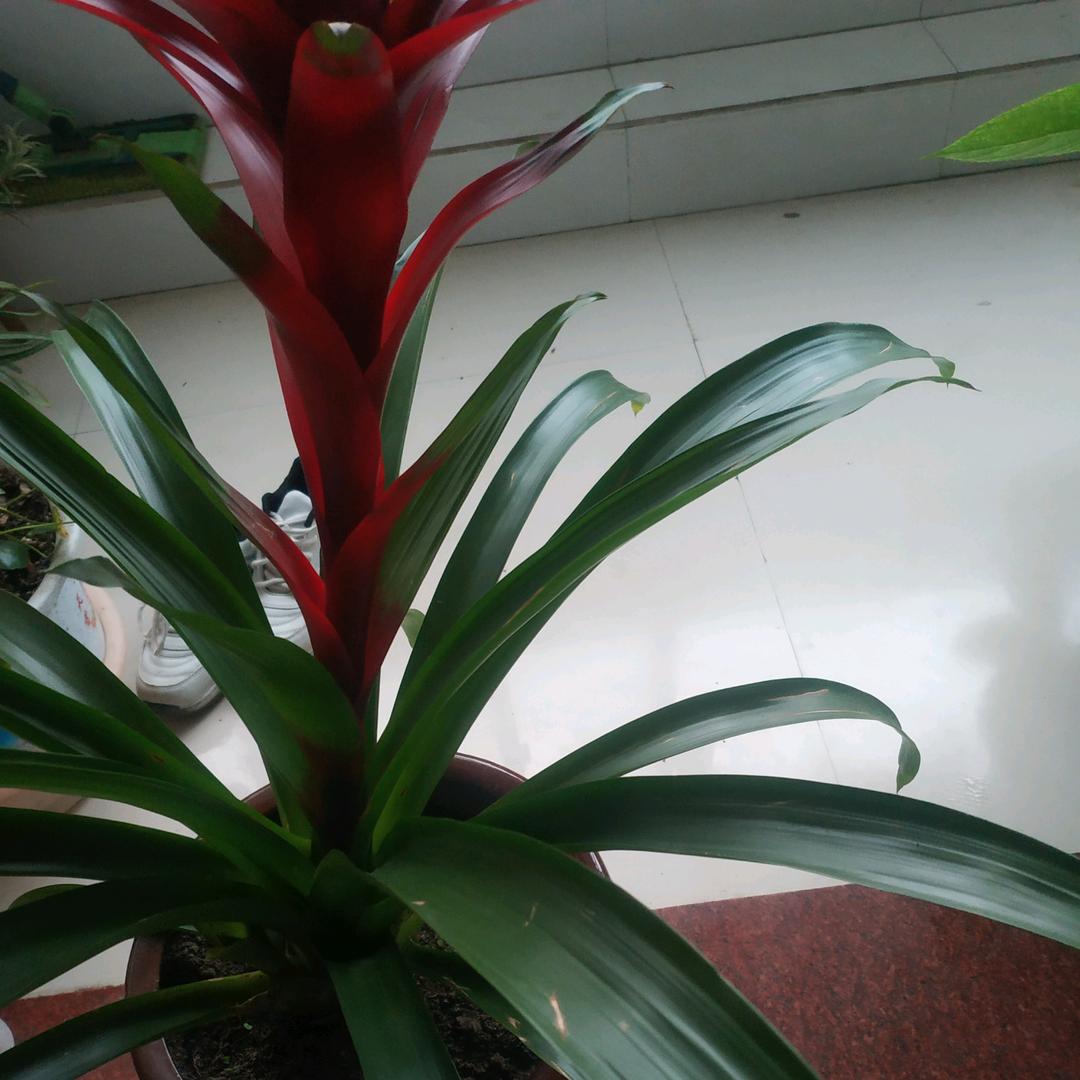 春芳