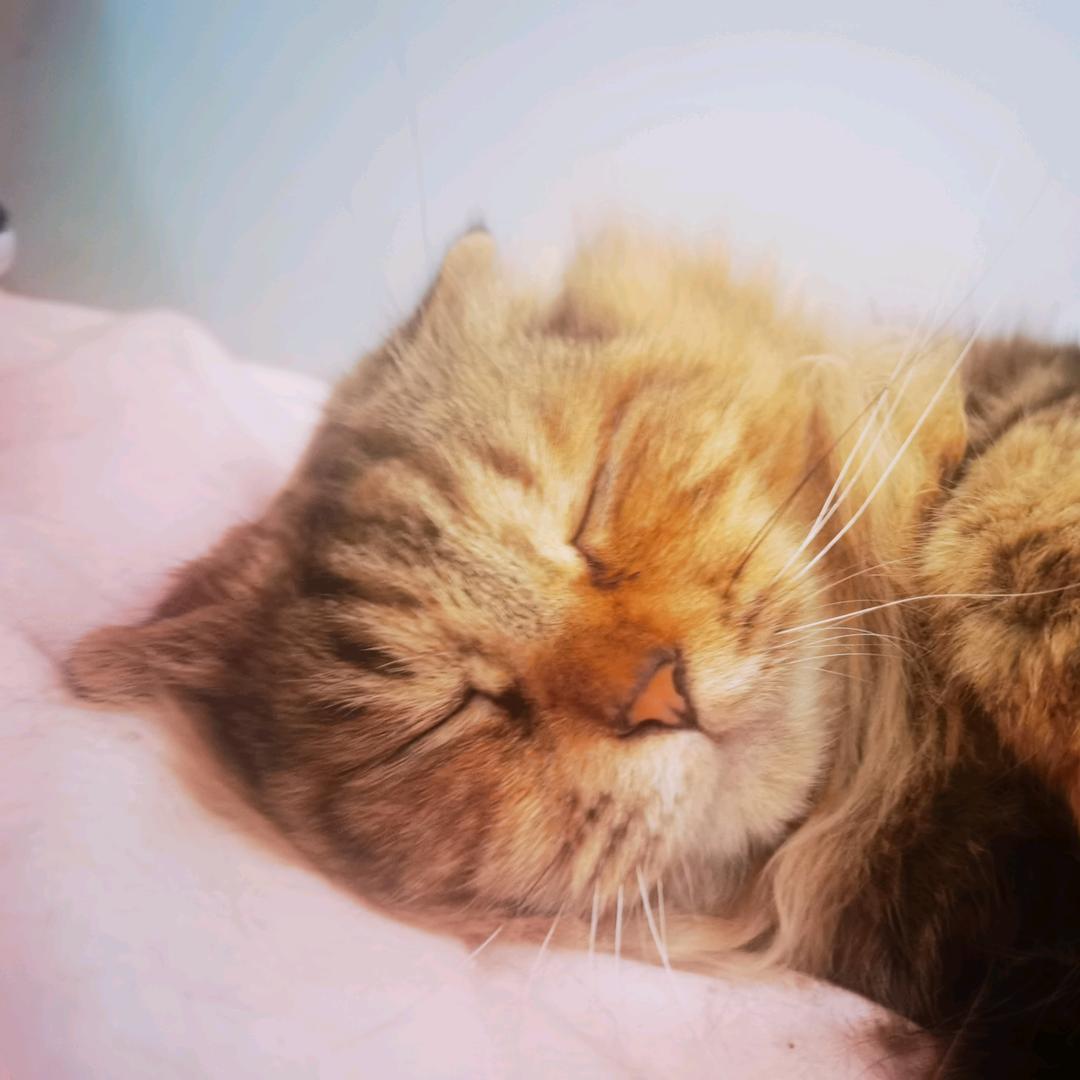 猫の马丁靴