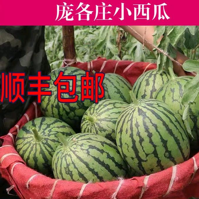 庞各庄小西瓜基地