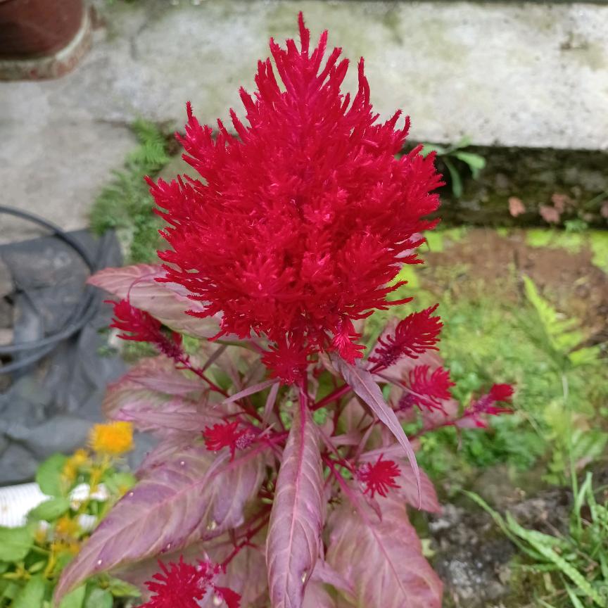 小鑫鑫