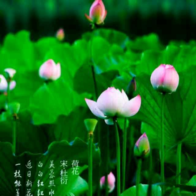 清草姐姐
