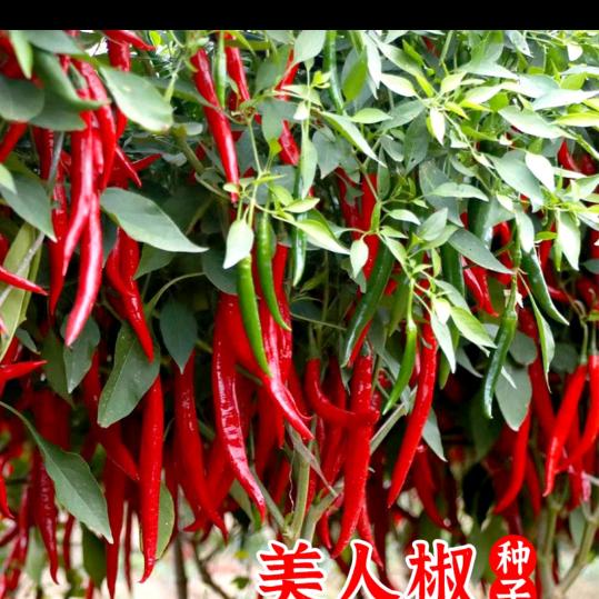 大方县陈祥飞食品店