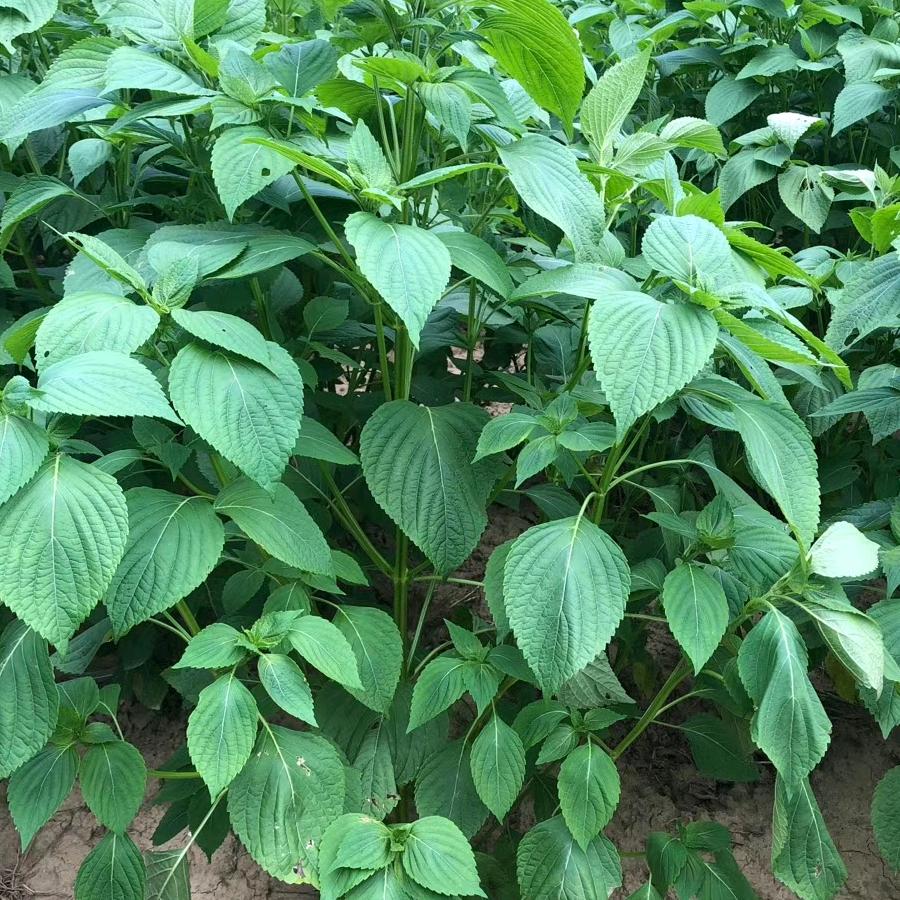 故乡的云(人生没有彩排，每天都是直播)