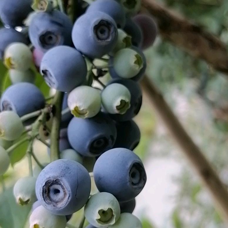 云南🫐蓝妮蓝莓园