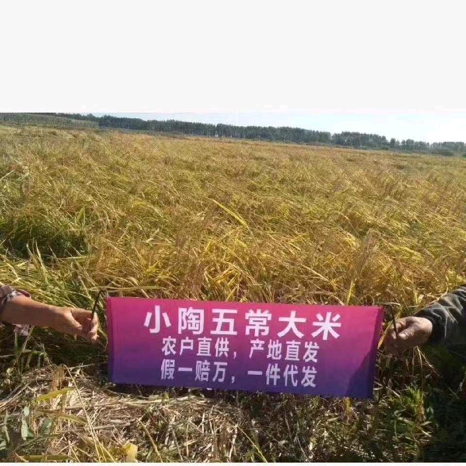 小陶纯五常稻花香大米