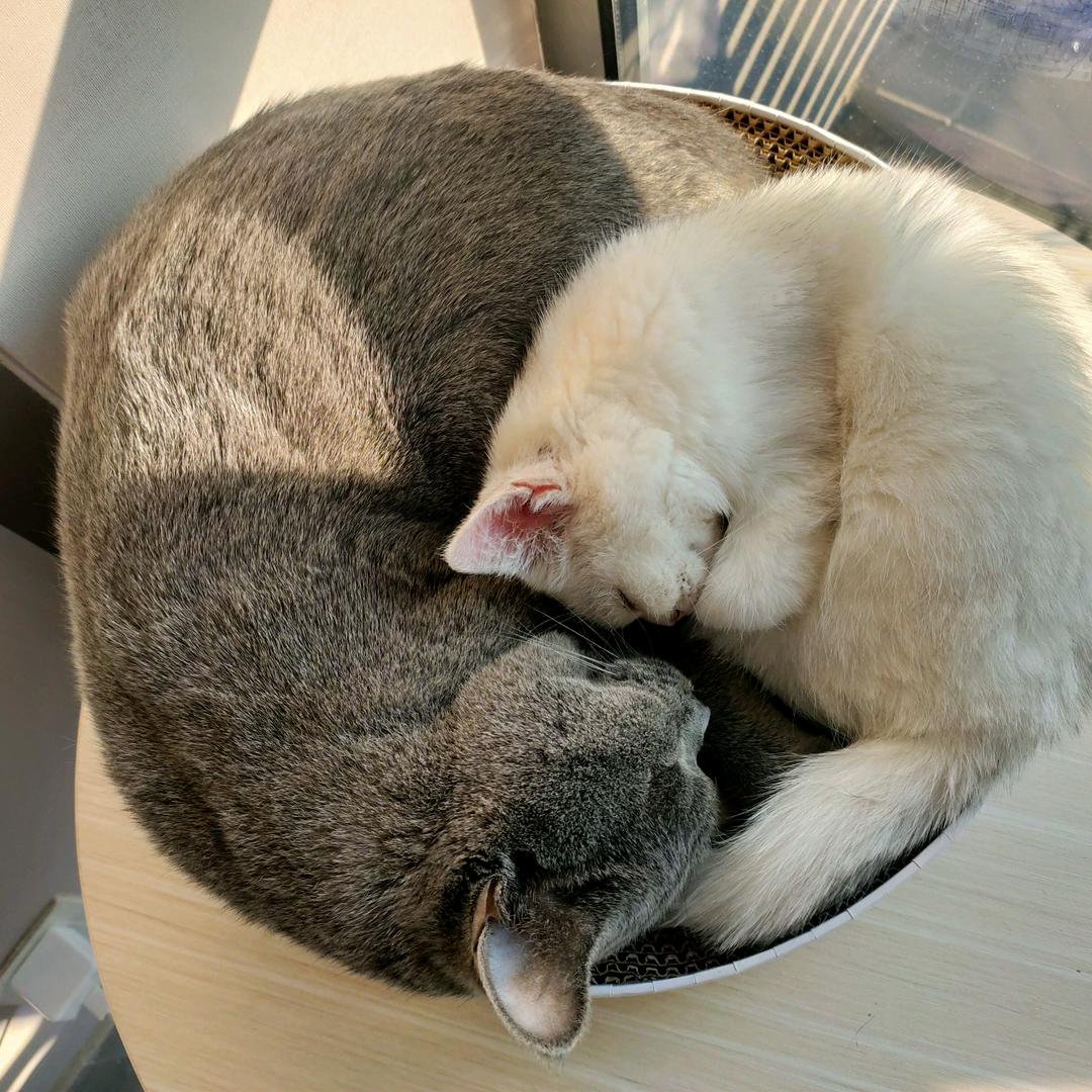 爆款猫🐱