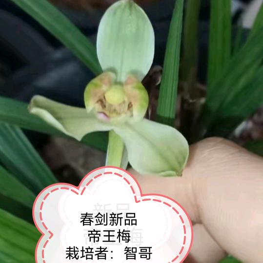 远洋实业