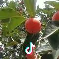 小黑