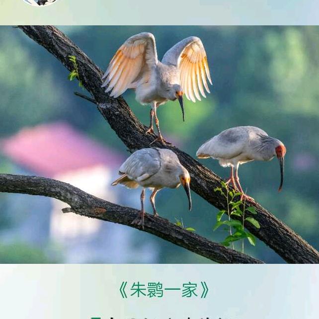 绿色草原