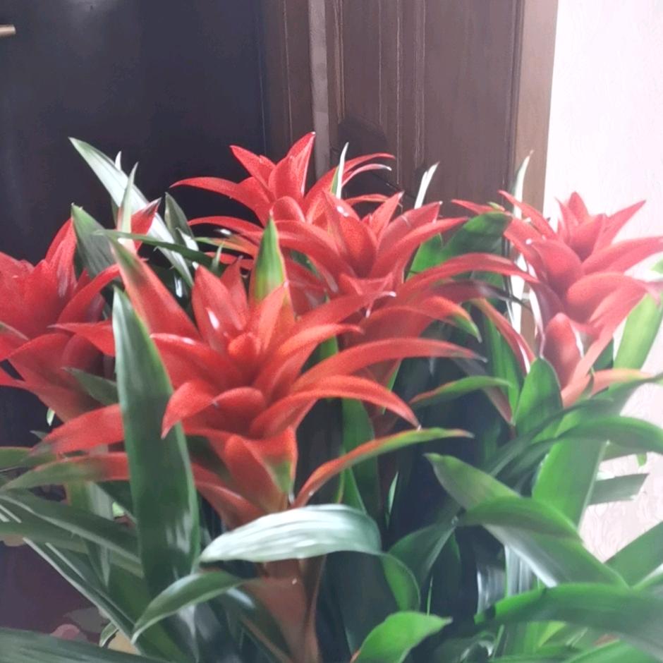 💕焦焦💕（落入凡间的精灵）