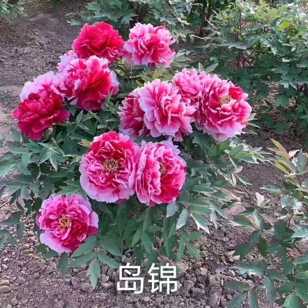 菏泽市牡丹区邦毅花卉苗木经营部