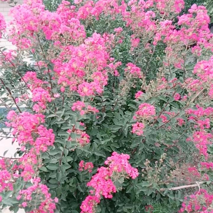 巴黎🍅🍒🍓春天