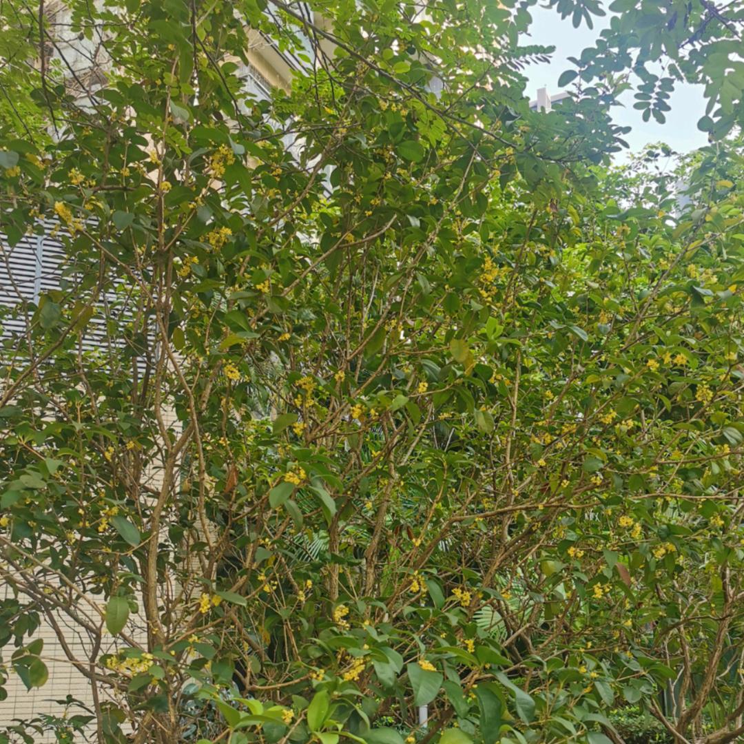 美味零食集结号