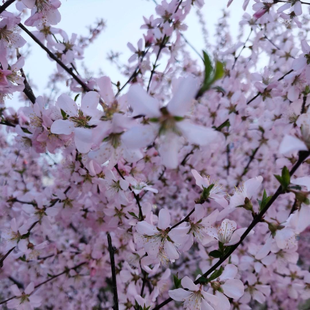 紫薇花开🌸