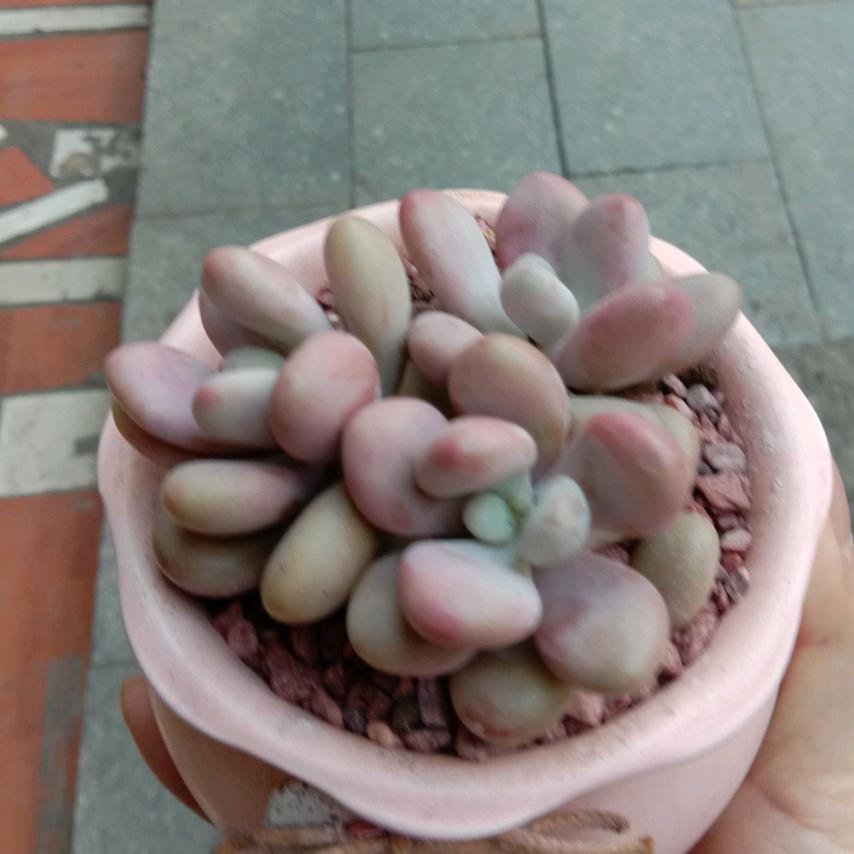 玻璃心