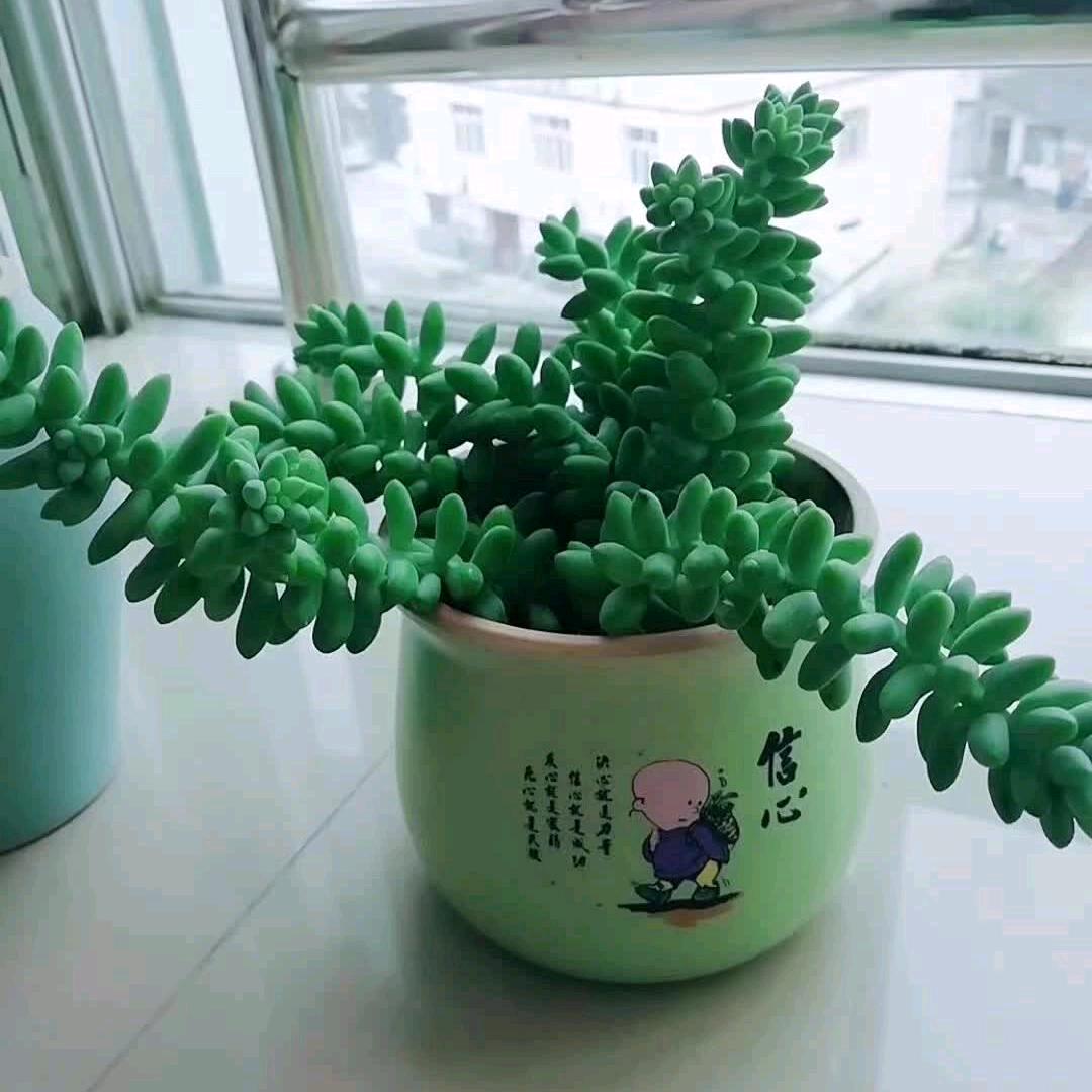 阿蓉