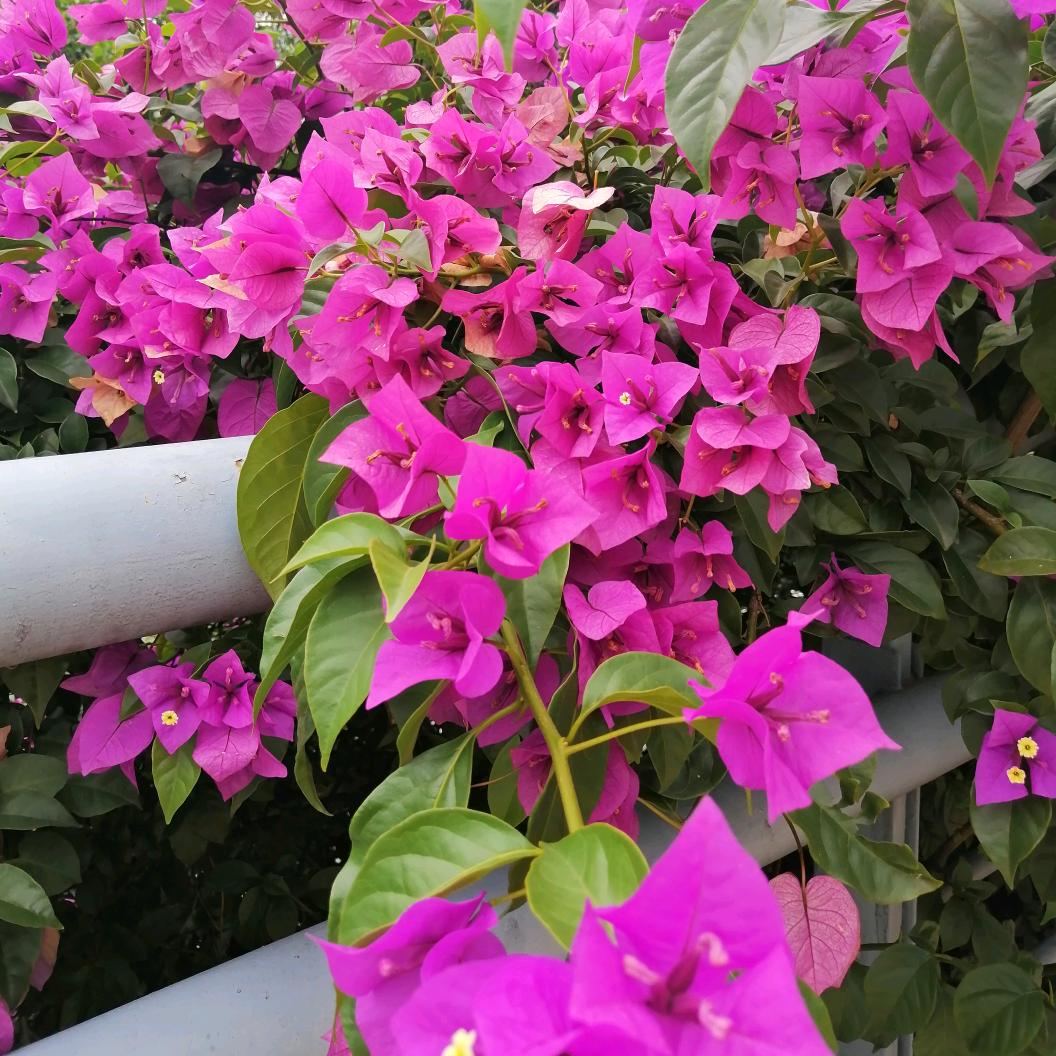 芳姐