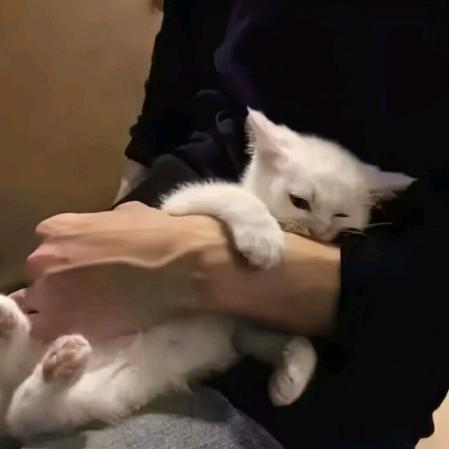 落桜を守る