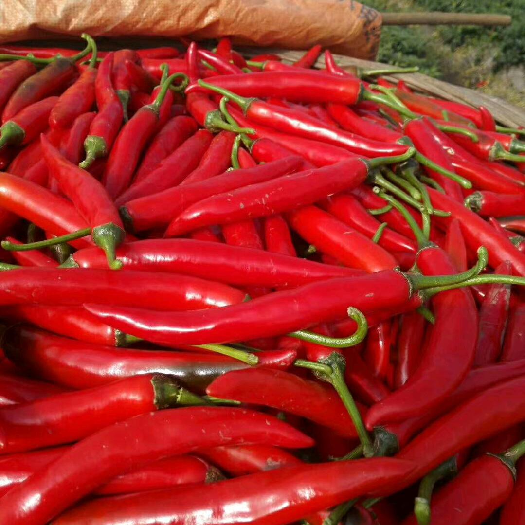 郑车纯天然蜂蜜＋荔枝＋辣椒