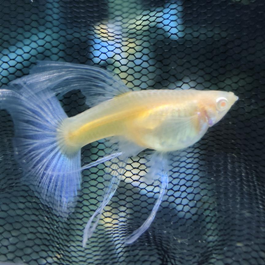 老阎水族生活馆