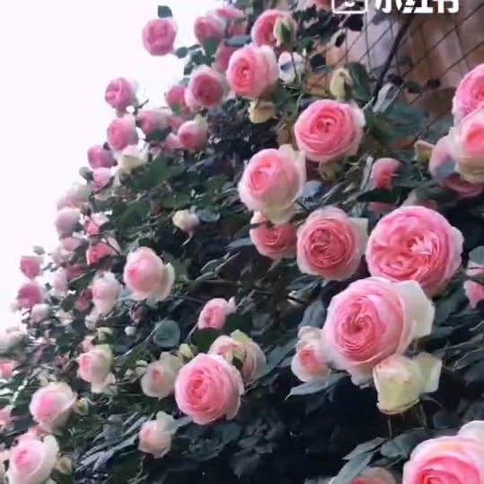 新新儿