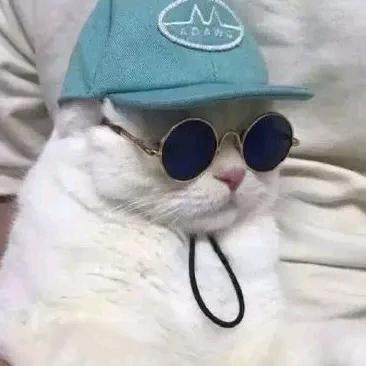 慵懒的小猪