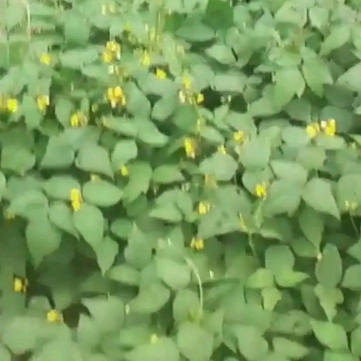 狂龙