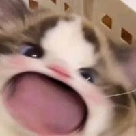 顾咕咕.