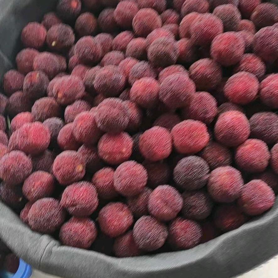 东魁杨梅先生（浙江鲜果基地）