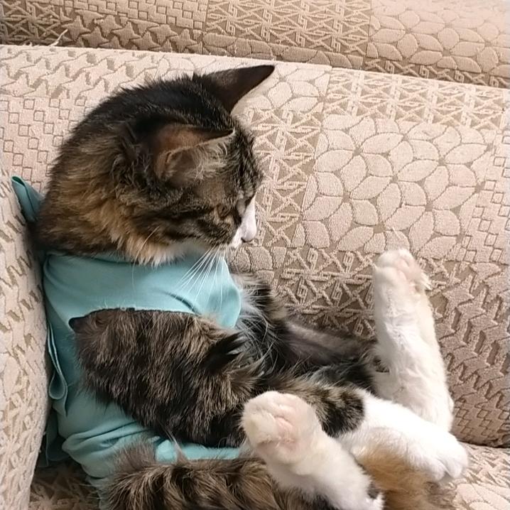 团团是只小猪咪