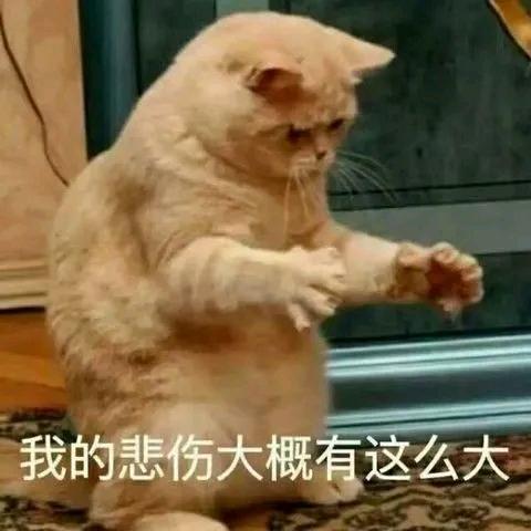 猫尾巴