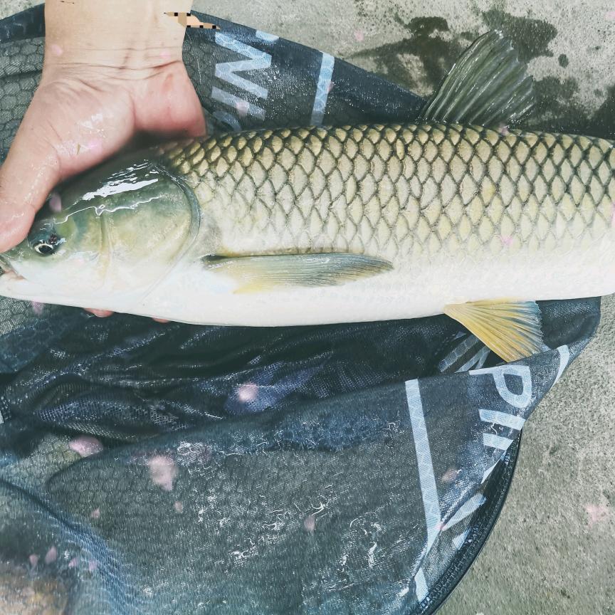 野钓小姐姐雪儿