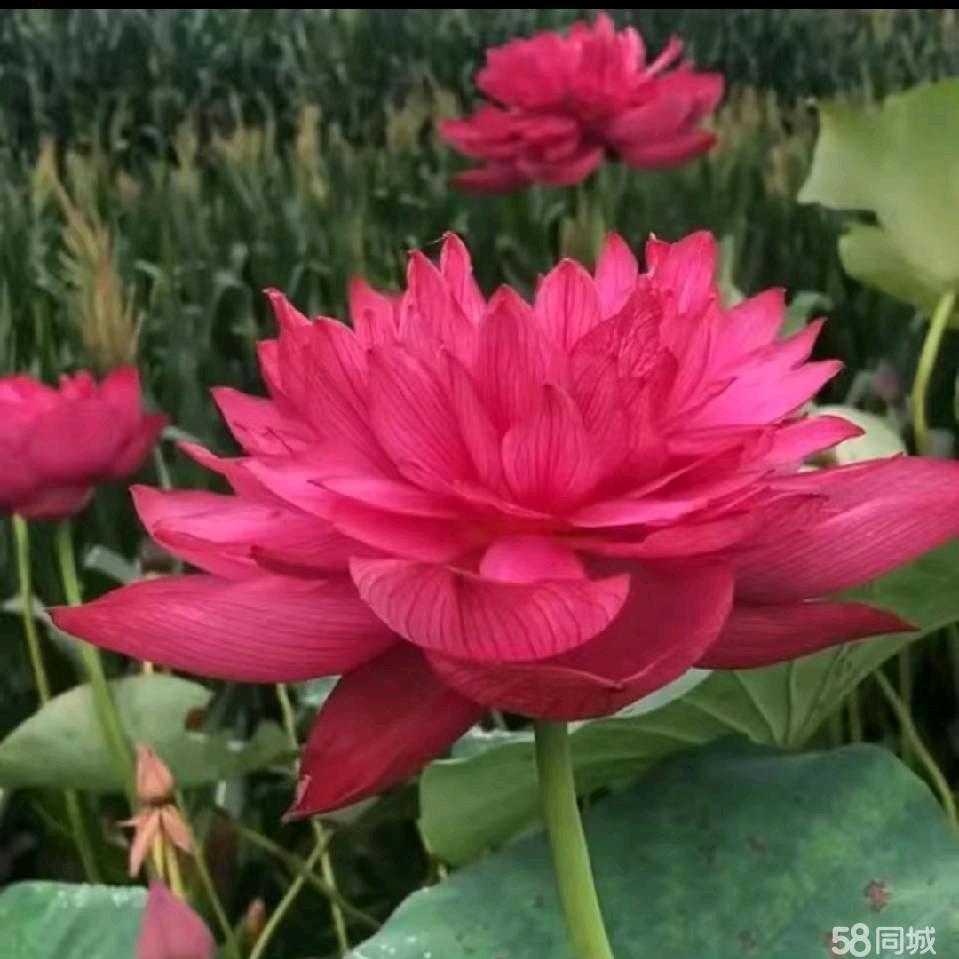 杨书清