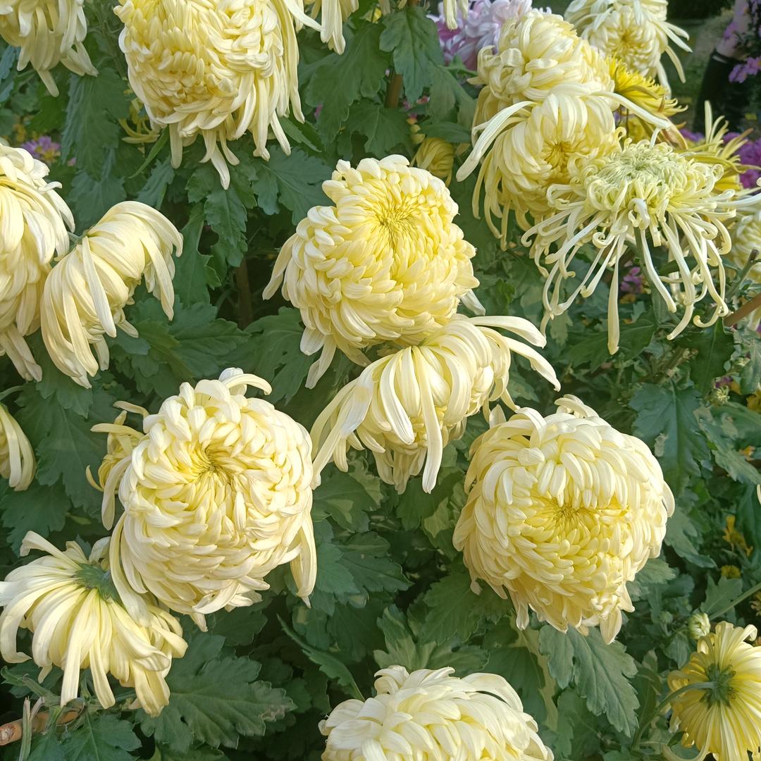 雪莲花