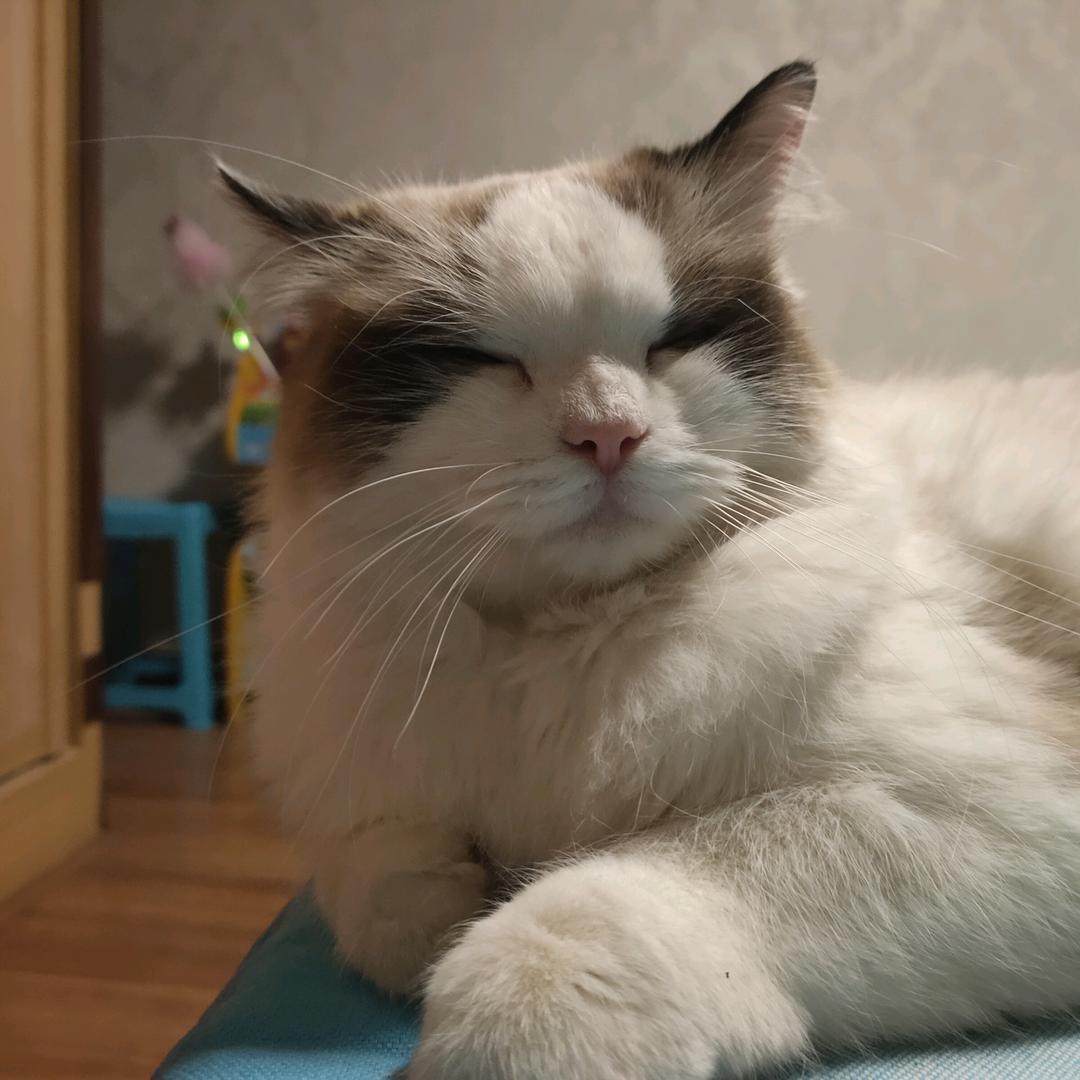 王熊猫