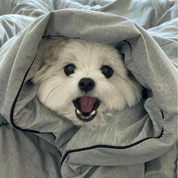 羊🐑