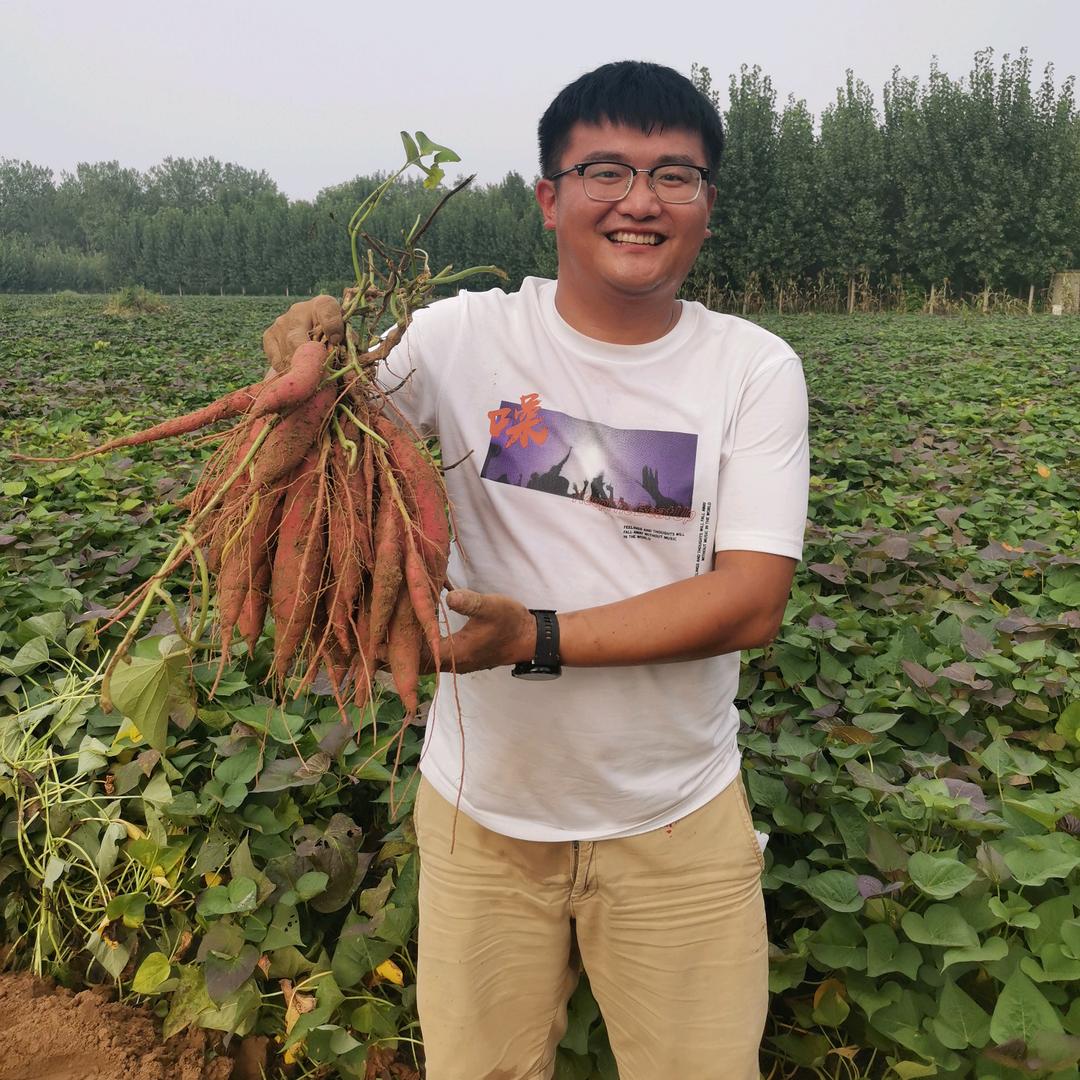 在菏泽种地瓜的大鹏