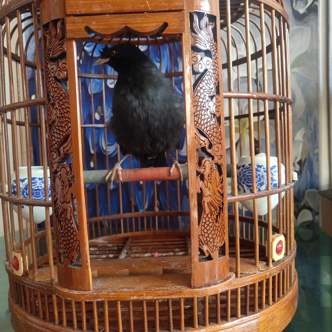 飞飞来飞去