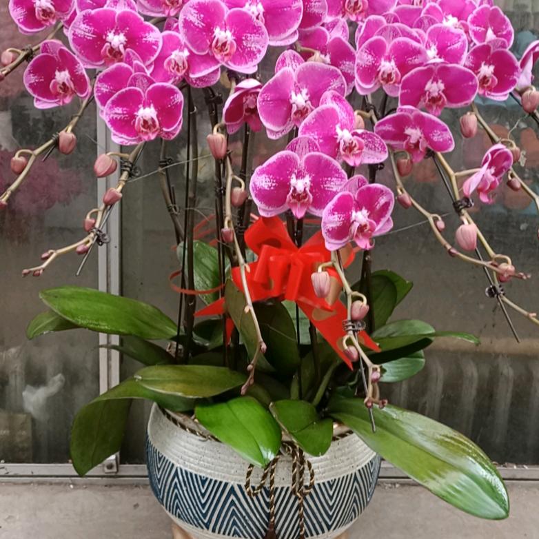 用户2689871672131茉莉花