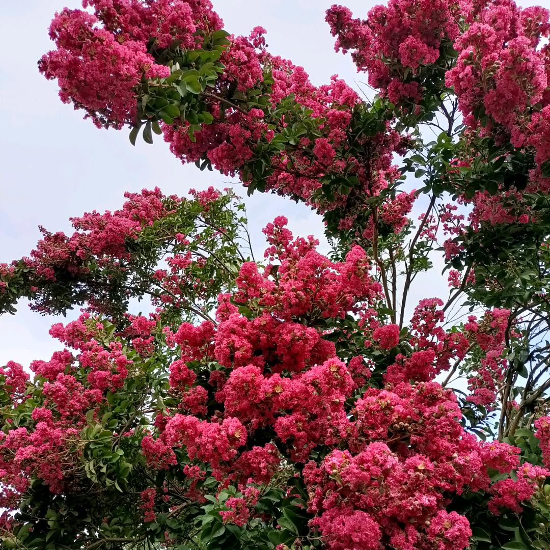 春暖花开