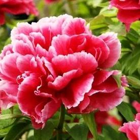 花开花落花凋离