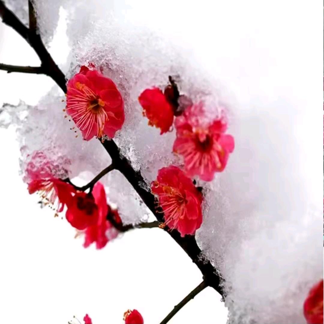 雪中梅