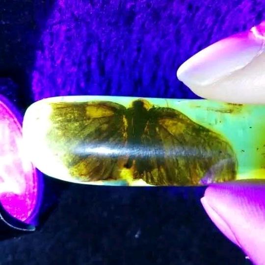 虫珀猎人乌扬嘎