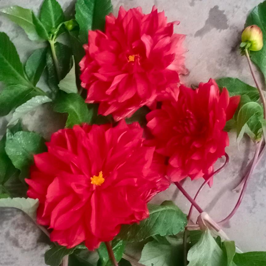 三个宝贝的奶奶