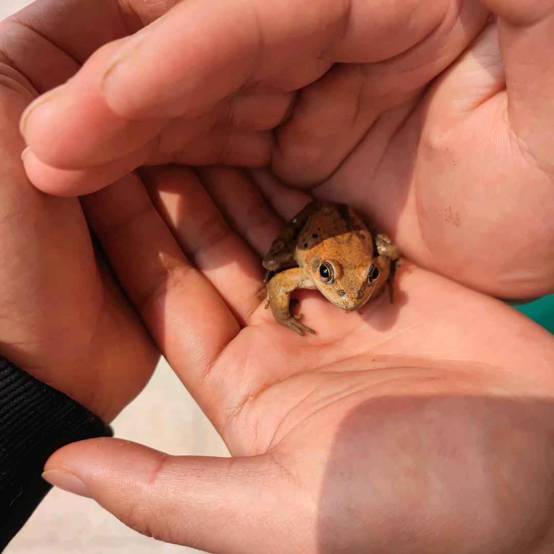 正在旅行的青蛙